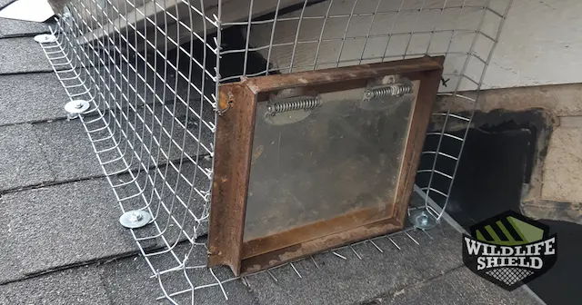 case study raccoons break multiple soffits to reach attic in markham
