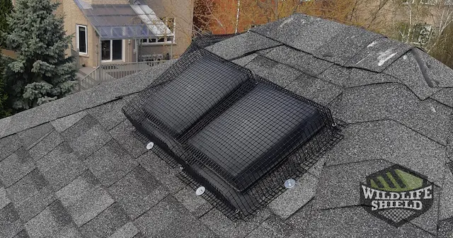 case study raccoons damage roof vents in mississauga