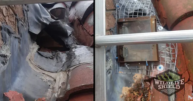 case study raccoons damage soffits and roof edge in etobicoke