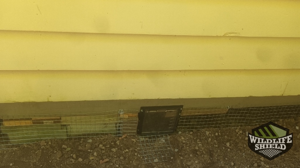 Raccoon One Way Door