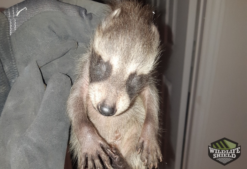 Raccoon Baby