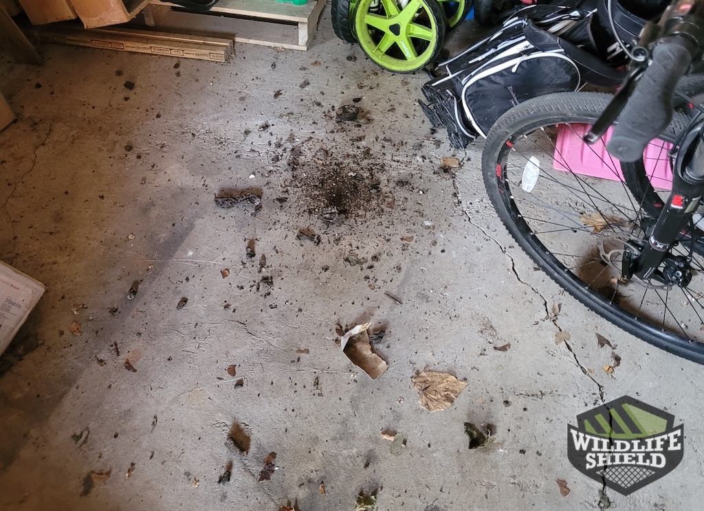 Feces in the Garage