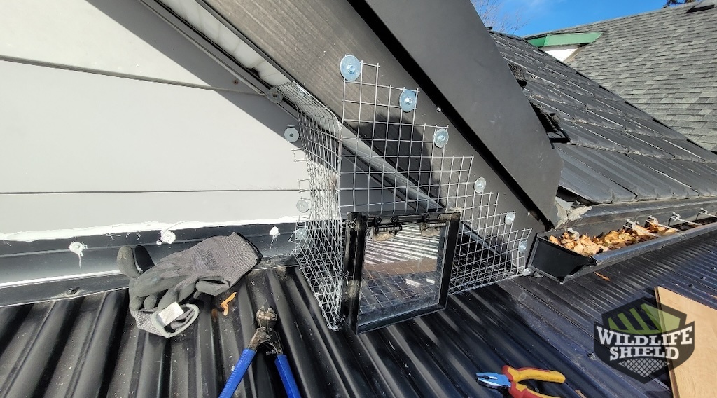 Raccoon One Way Door