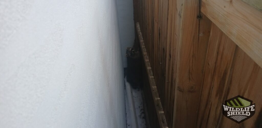 Raccoon Escaping